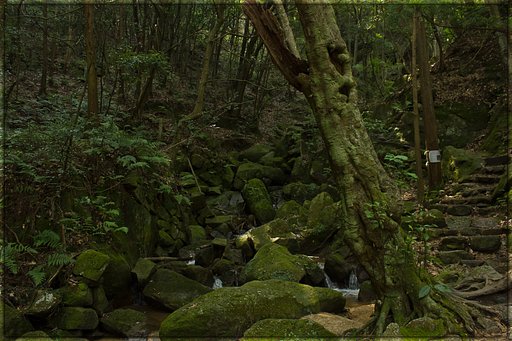 【フリー】山の中、森の声