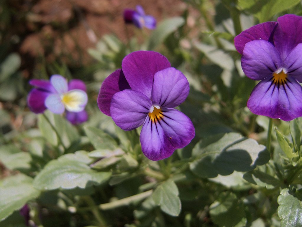 viola_2