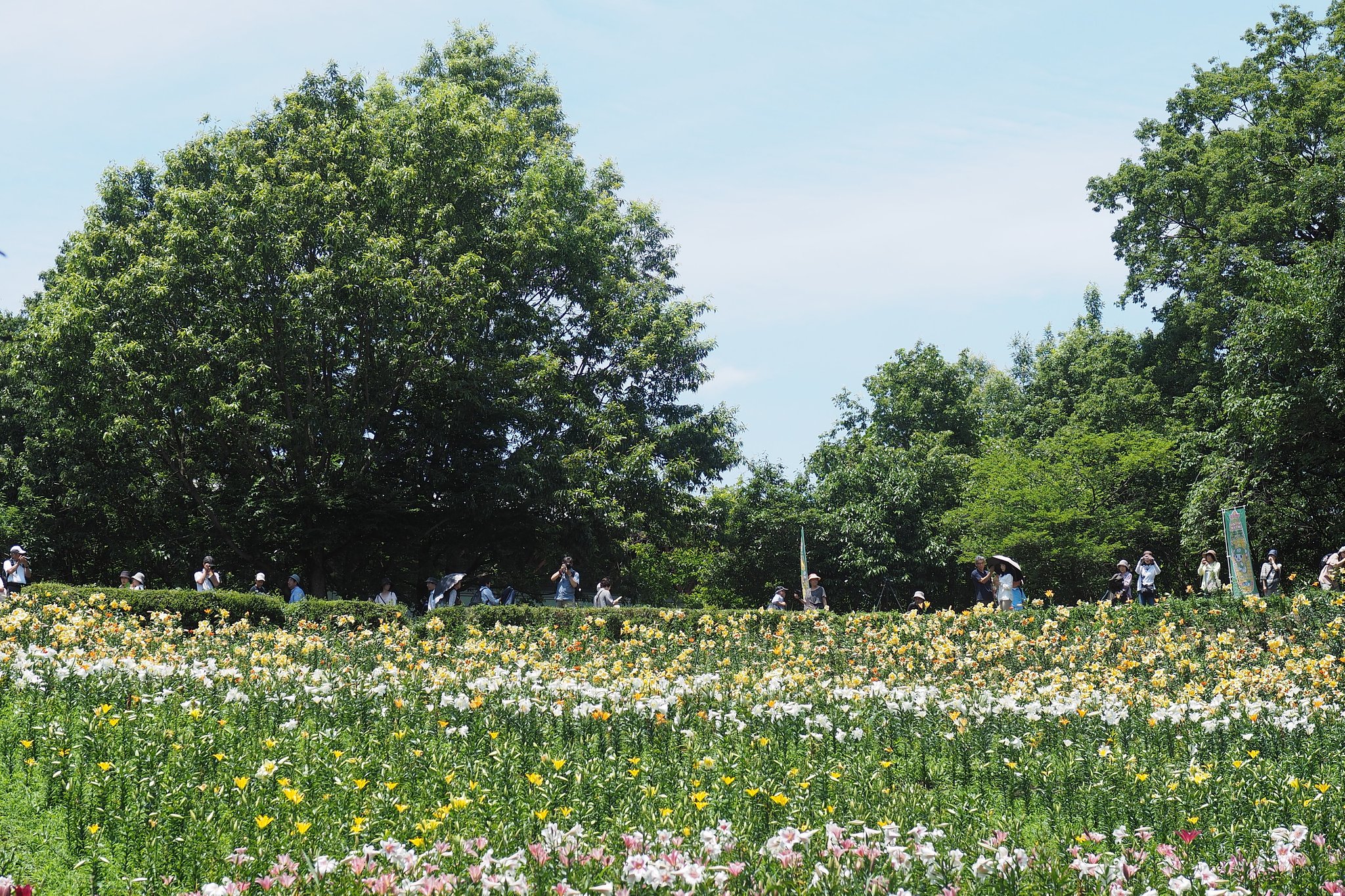 真夏のステージ