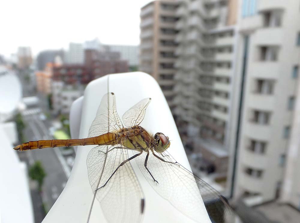 【温】アキアカネ