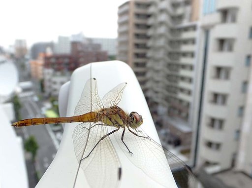 【温】アキアカネ