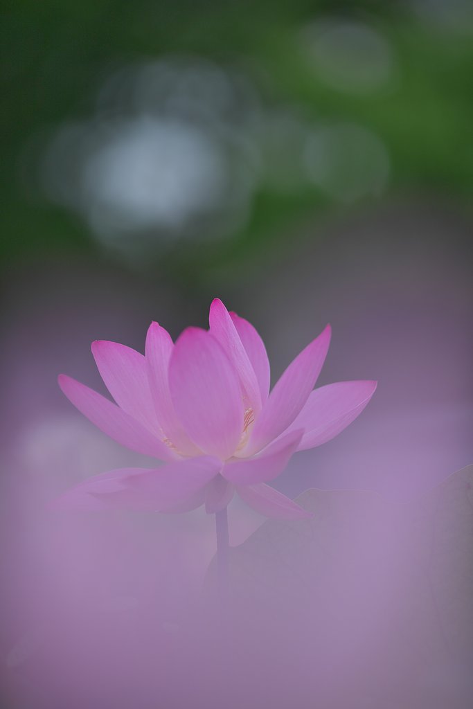 蓮花2