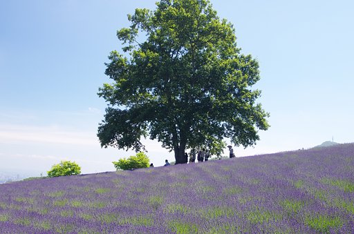 ラベンダー園Ⅱ