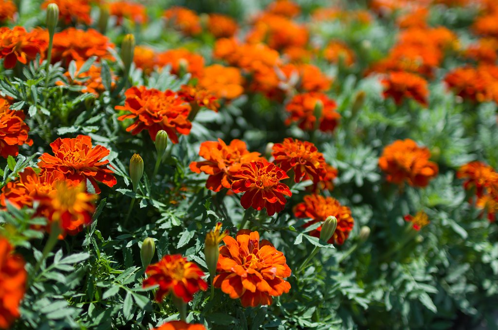 SIGMA 30mm F1.4 DC HSM