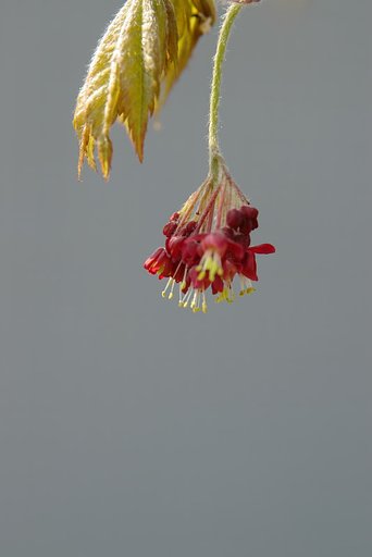 カエデの紅い花