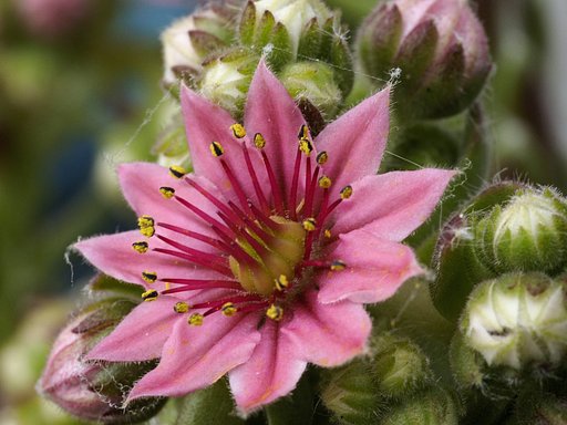 マキギヌの花