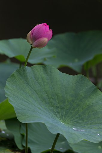 雨に誘われて