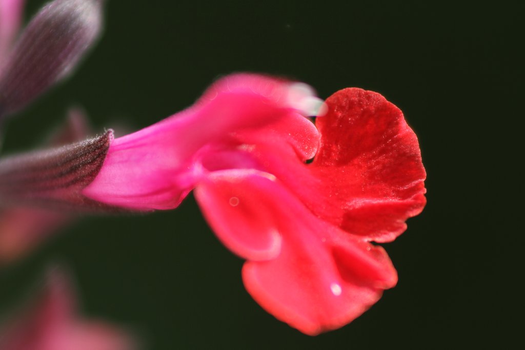 セージの花片