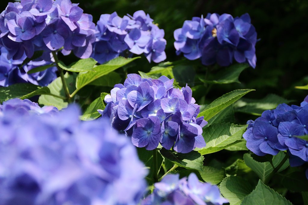 「紫陽花に魅せられて」