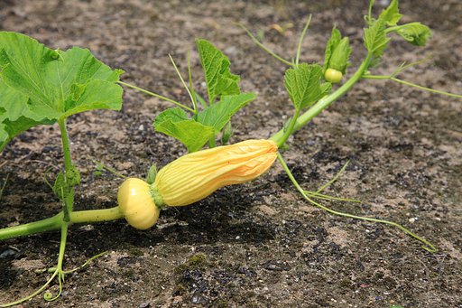 巨大カボチャの花