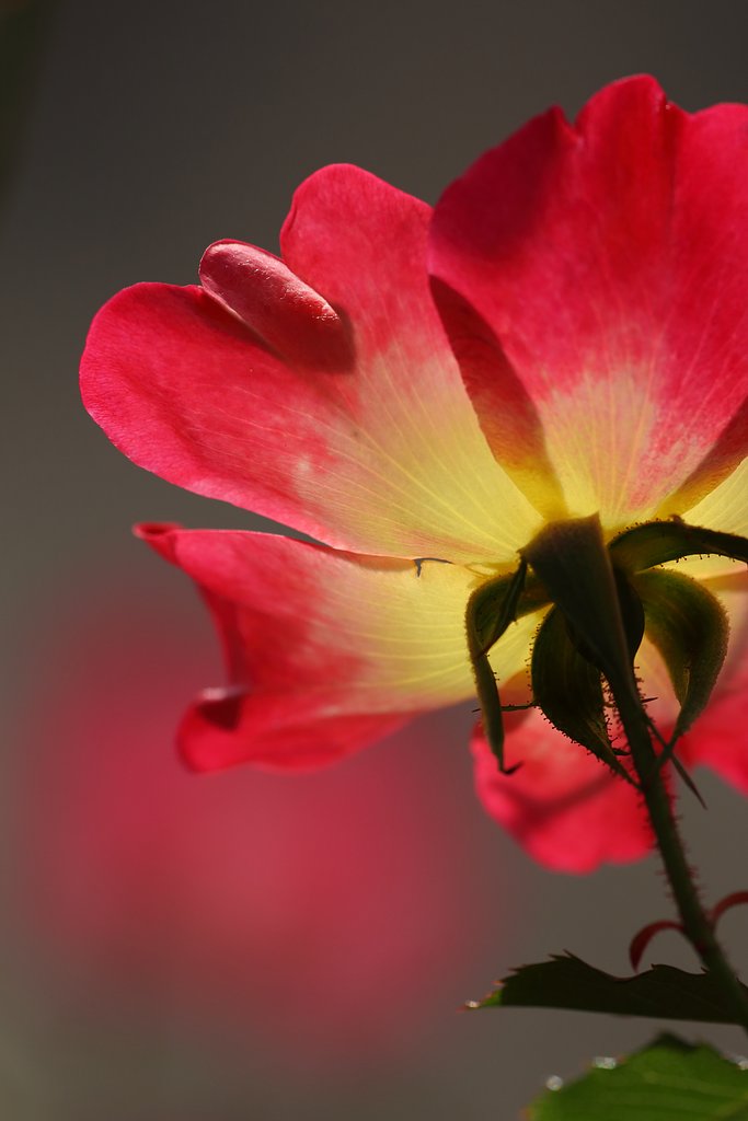 12月の薔薇