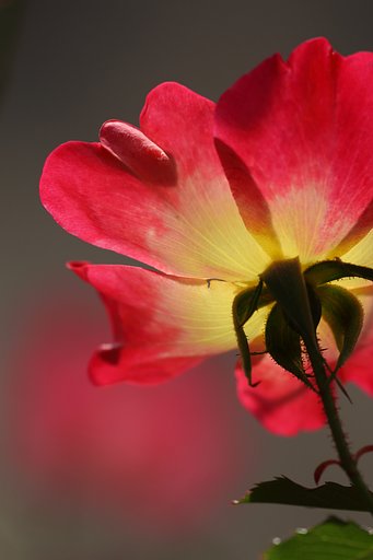 12月の薔薇