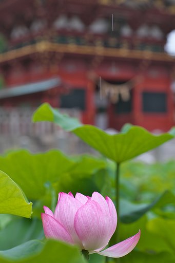 蓮花４