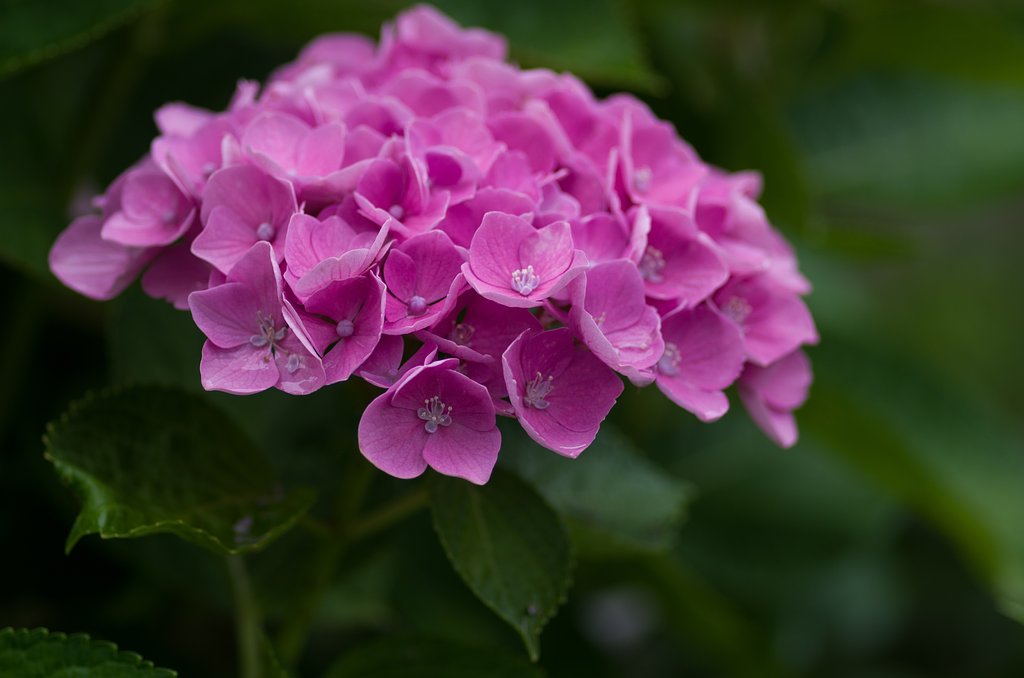 PENTAX-D FA MACRO 100mmF2.8
