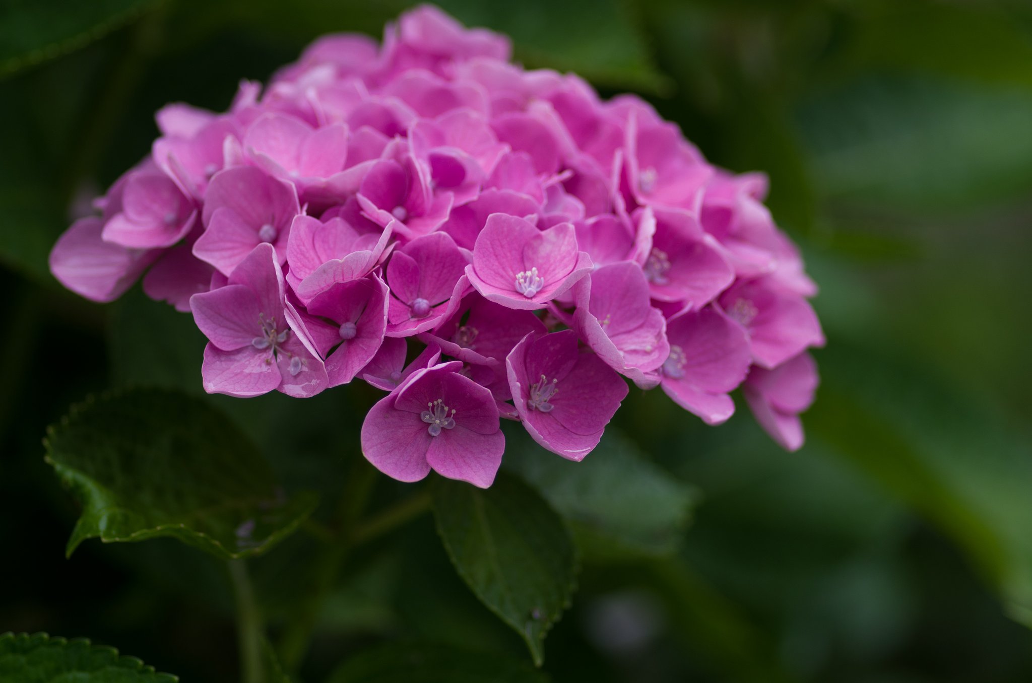 PENTAX-D FA MACRO 100mmF2.8