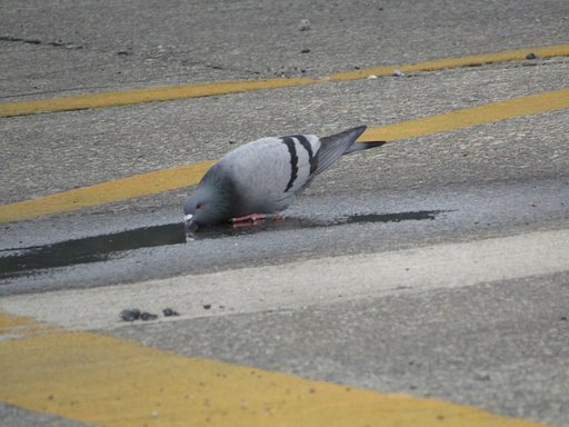 雨水も貴重な飲み物なんです、、