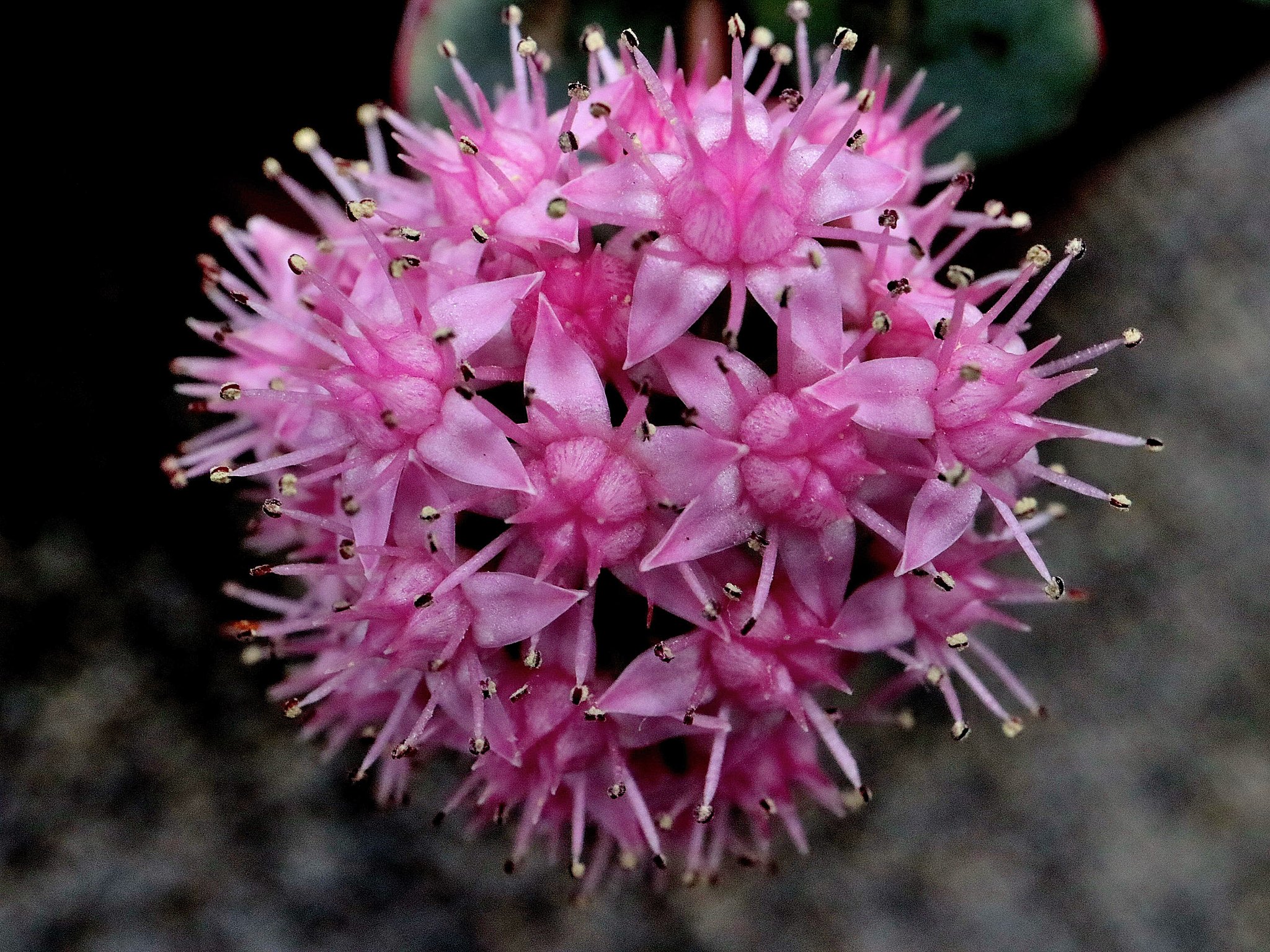 ミセバヤの花