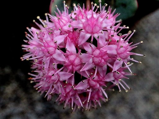 ミセバヤの花