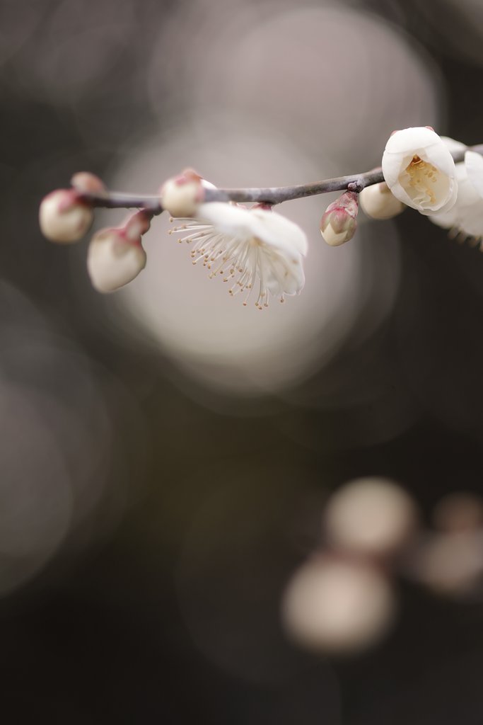 白梅