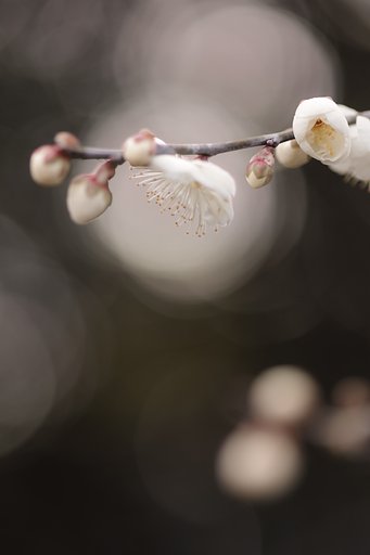 白梅