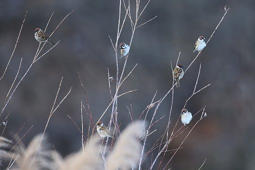 冬のスズメたち