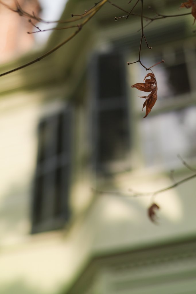 萌黄の紅葉？