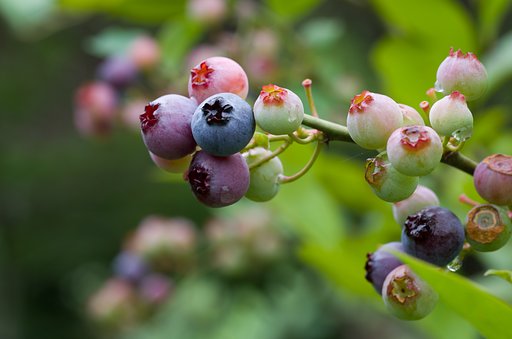 SIGMA MACRO 70mm F2.8