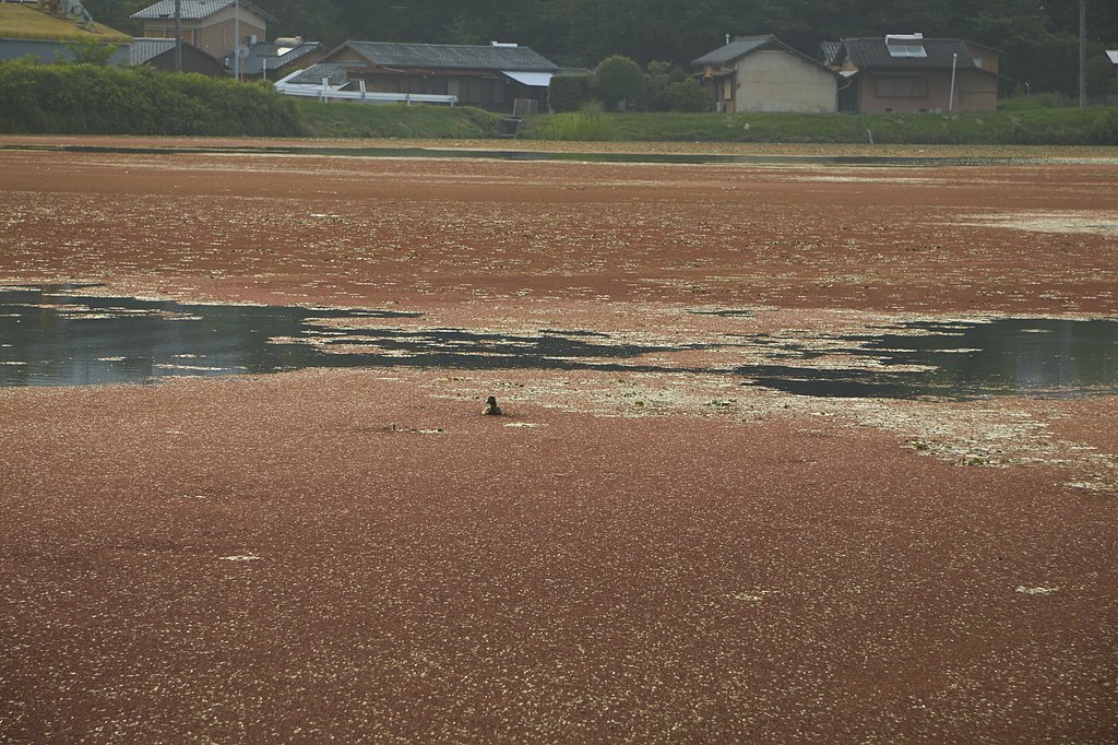 カイツブリ