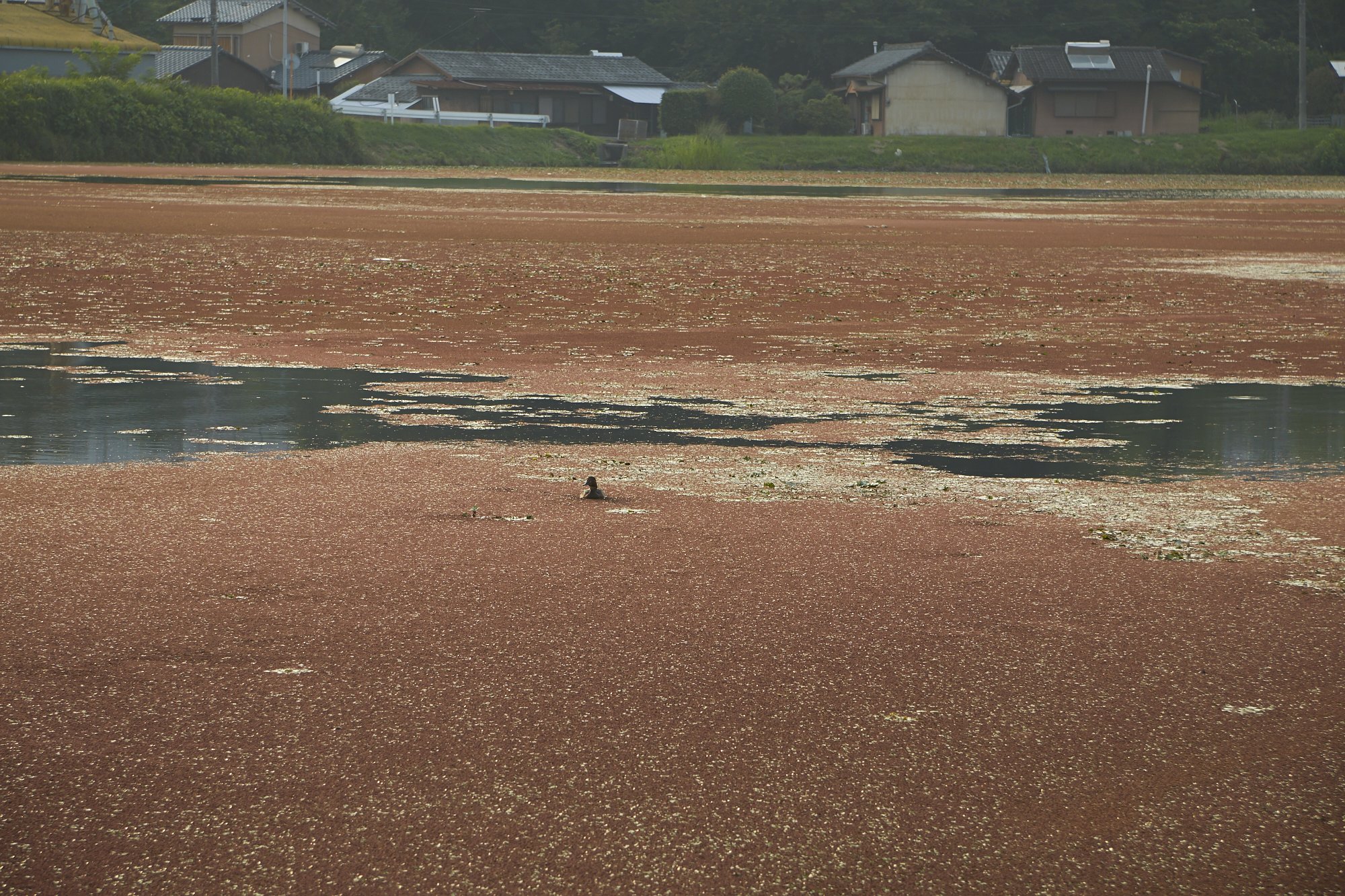 カイツブリ