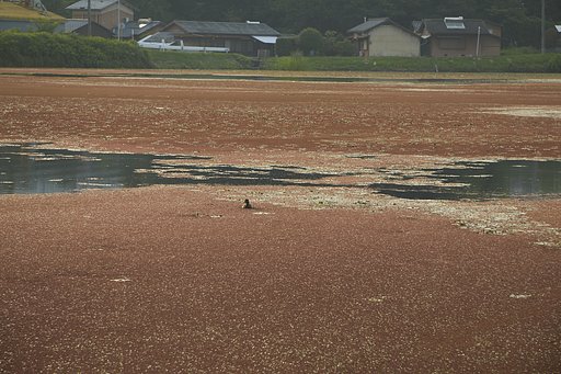 カイツブリ