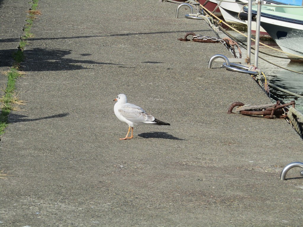 渡り鳥お前はもしかしてユリカモメなのかな