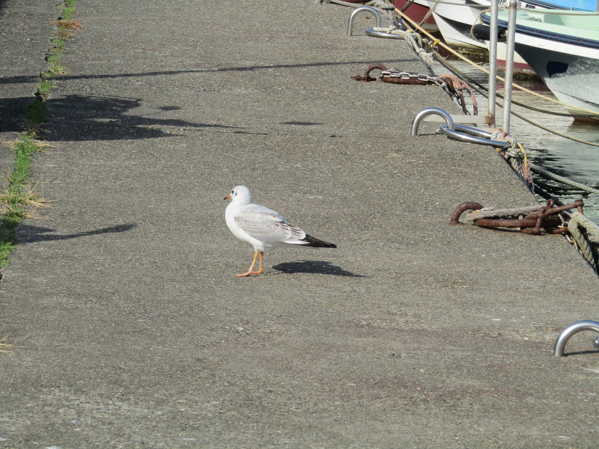 渡り鳥お前はもしかしてユリカモメなのかな