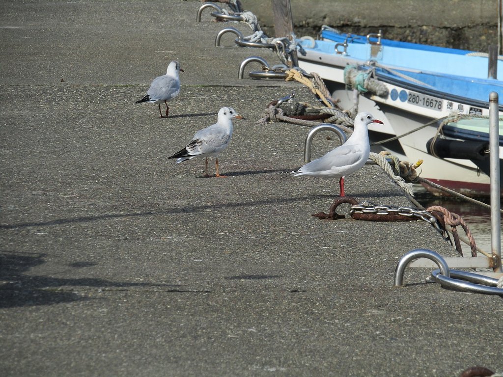 🐔命🐔　家族構成に子供が２羽増えたかな　　
