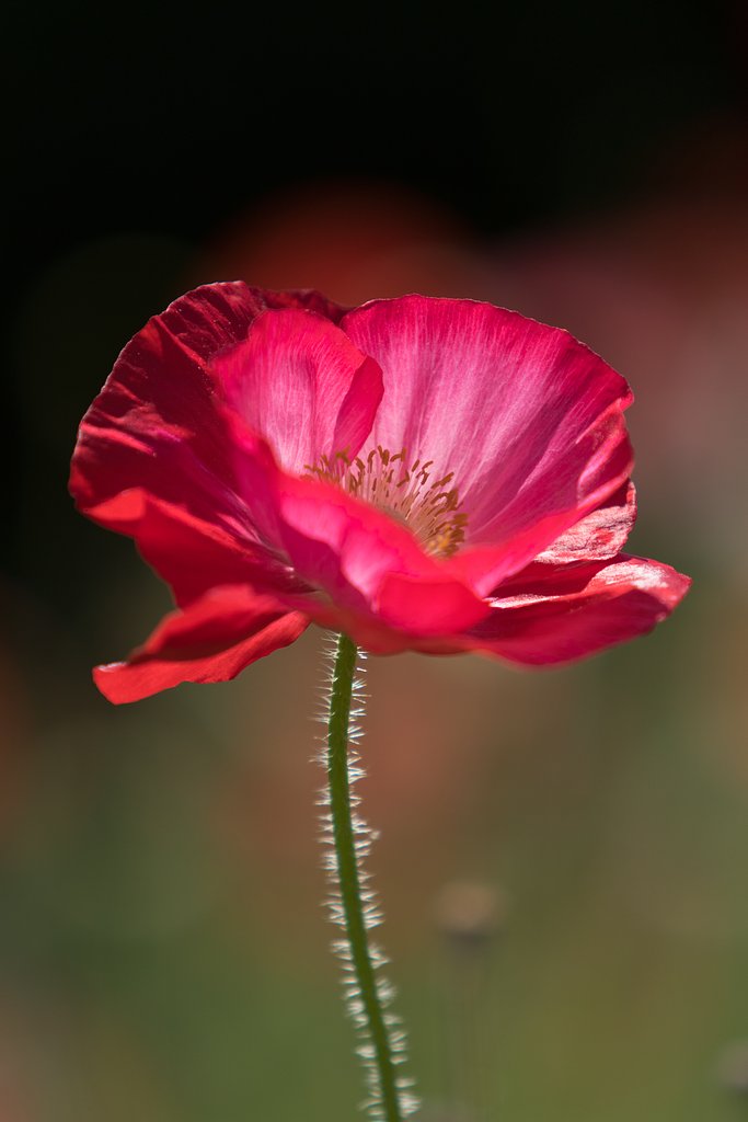 EF70-200mm F2.8 L