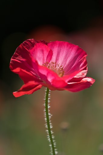 EF70-200mm F2.8 L