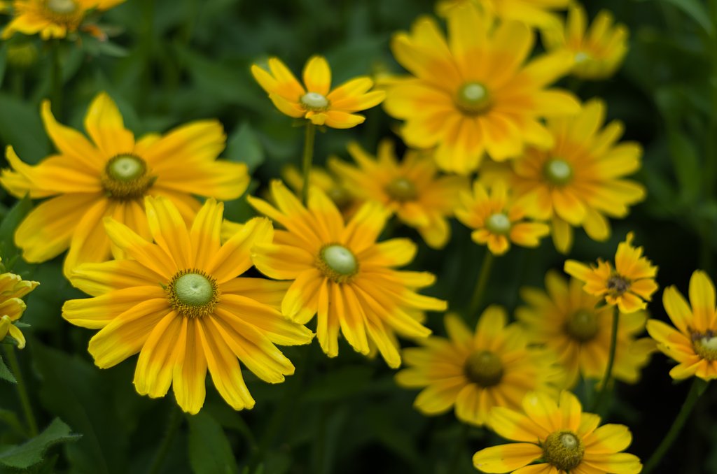 PENTAX-DA 50mmF1.8