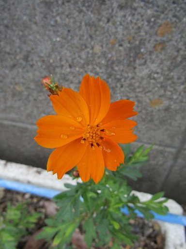 花びらが欠けたら嫌がらせレスが来ました