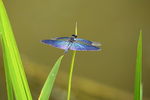 終盤のチョウトンボ　