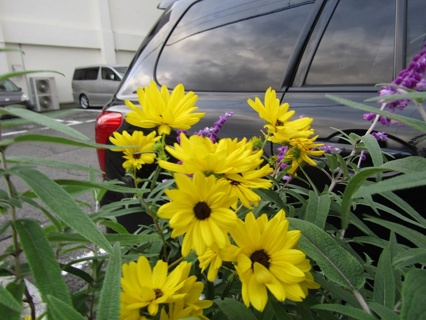 ☀のお友達　向日葵の仲間です　🌼