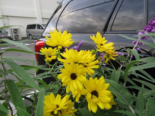☀のお友達　向日葵の仲間です　🌼
