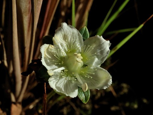 ウメバチソウの花