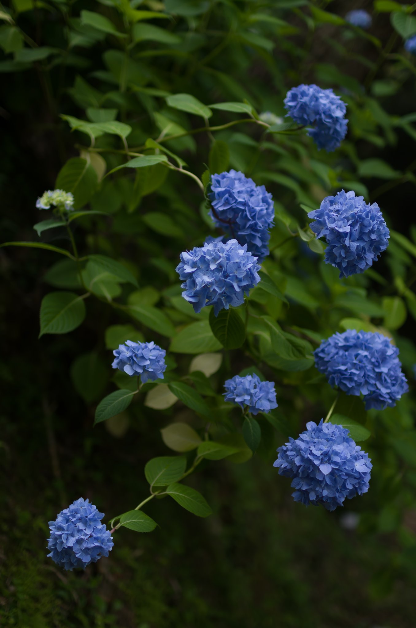 SIGMA 30mm F1.4 DC HSM