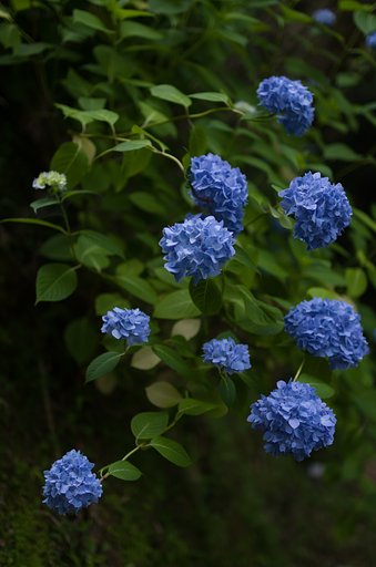 SIGMA 30mm F1.4 DC HSM