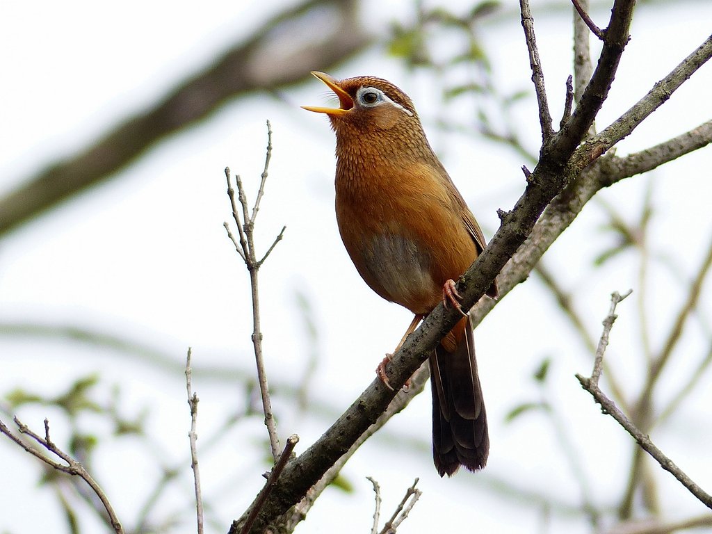ガビチョウ
