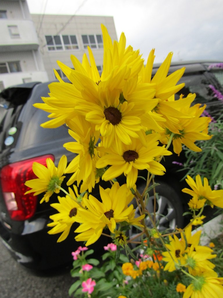 マンションの花壇に向日葵が咲いています