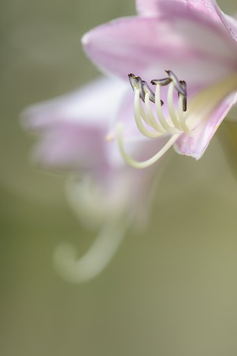CONTAX 645 APO-Makro Planar 120mm F4 