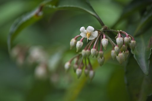 マンリョウ開花