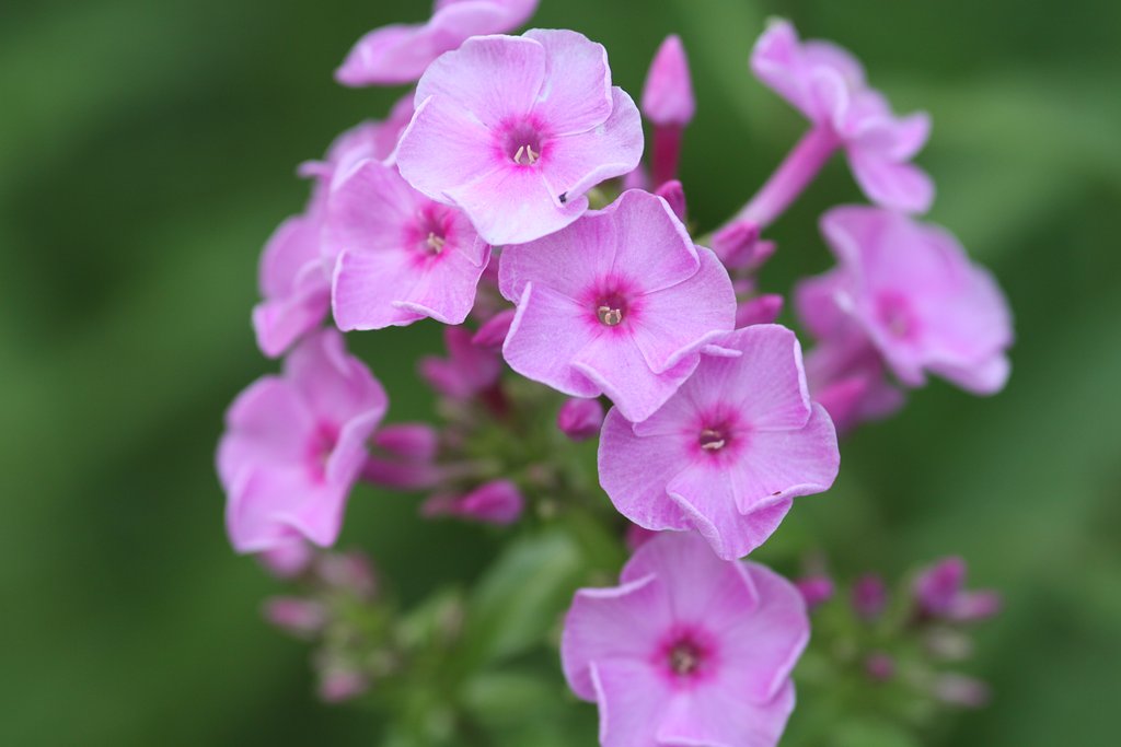 ピンクの花