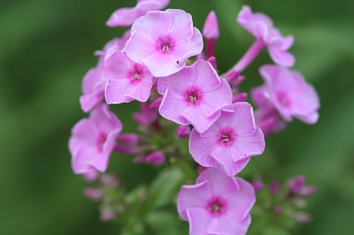 ピンクの花