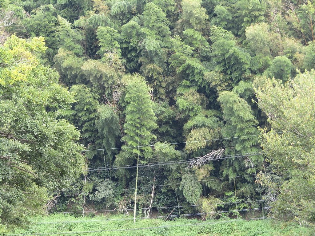 山の合間に素敵な樹林が凄いです